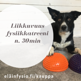 Urheilukoiran liikkuvuus fysiikkatreenivideo