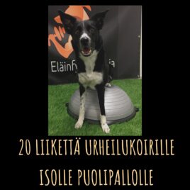 20 liikettä urheilukoirille isolle puolipallolle