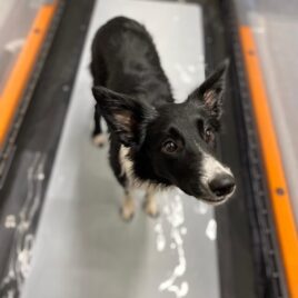 Vesijuoksu, 1 käyntikerta 15 min